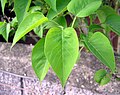 Syringa vulgaris, listovi