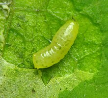 Larval shape of Liriomyza asclepiadis Liriomyza asclepiadis larva.jpg