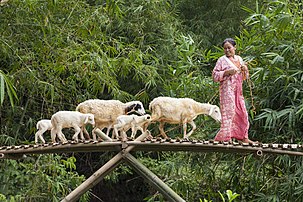 Une éleveuse de moutons indonésienne faisant traverser un pont à son troupeau dans le kabupaten de Karawang. (définition réelle 3 000 × 2 000)