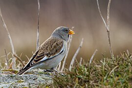 Cinghiță alpină (Montifringilla nivalis)