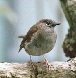 Hawaii klarinétmadár (Myadestes palmeri)