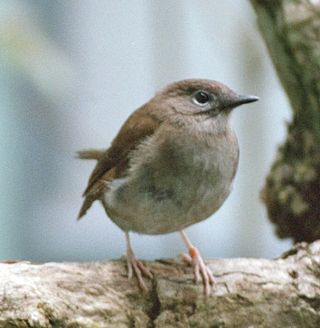 <i>Myadestes</i> Genus of birds