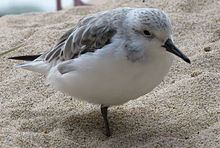 Bécasseau sanderling (Calidris alba).