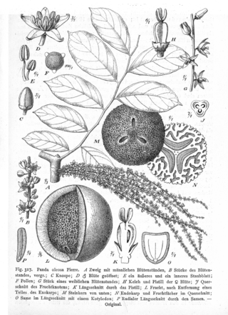 <span class="mw-page-title-main">Pandaceae</span> Family of flowering plants