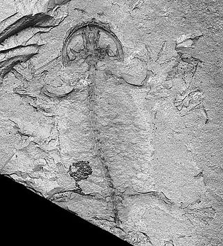 <span class="mw-page-title-main">Batrachomorpha</span> Clade of amphibians