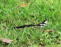 Pin-tailed whydah, lays its eggs in the nests of waxbills and mannikins Pin-tailed wydah.jpg