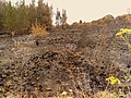 Image 25Charred shrubland in suburban Sydney (2019–20 Australian bushfires). (from Wildfire)