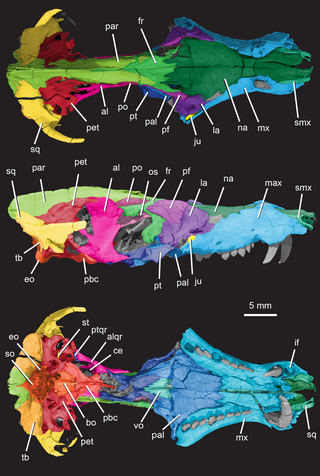 <i>Pseudotherium</i> Extinct genus of cynodonts