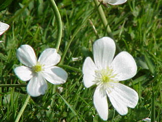 <i>Ranunculus aconitifolius</i> Species of flowering plant