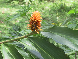 <i>Renealmia</i> Genus of flowering plants