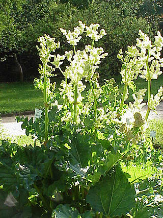 <i>Rheum officinale</i> Species of flowering plant