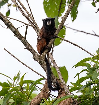 <span class="mw-page-title-main">Andean saddle-back tamarin</span> Species of New World monkey