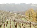 Vignoble du Jurançon à Saint-Faust