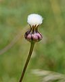 * Nomination Capsule of a Smooth Sow-Thistle starting to open -- Alvesgaspar 17:57, 19 May 2013 (UTC) * Promotion Good Quality --Rjcastillo 18:50, 19 May 2013 (UTC)