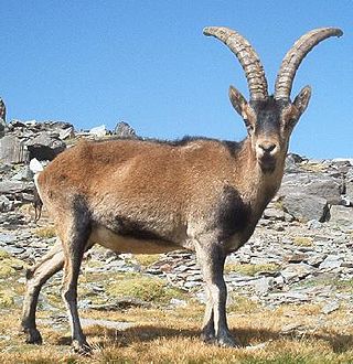 <span class="mw-page-title-main">Southeastern Spanish ibex</span>