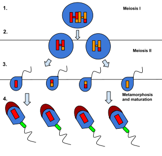 <span class="mw-page-title-main">Spermiogenesis</span> Final stage of spermatogenesis, involving spermatid maturation