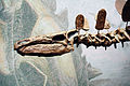 Deutsch: Detailbild Stegosaurus-Schädel English: Detail image Stegosaurus skull