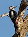 Balkáni fakopáncs (Dendrocopos syriacus)