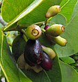 Syzygium cordatum