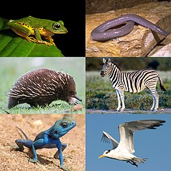 In senso de lectura: Mercurana myristicapaulstris, Dermophis mexicanus; Tachyglossus aculeatus, Equus quagga; Pseudotrapelus sinaitus, Sterna maxima.