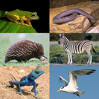 <span class="mw-page-title-main">Tetrapod</span> Superclass of the first four-limbed vertebrates and their descendants