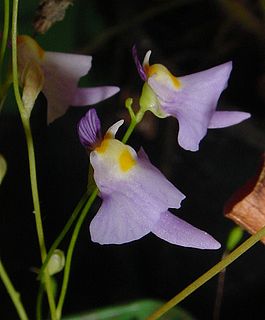 <i>Utricularia sect. Nigrescentes</i>