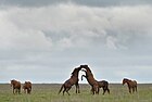 Horses were domesticated on the Pontic-Caspian steppe.[43]