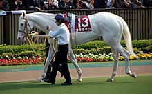 Sur une allée d'un hippodrome, un groom tient en main un cheval blanc harnaché et sellé.