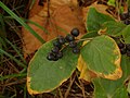 Symplocos chinensis con frutos