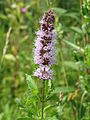 Mentha spicata