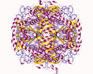 <span class="mw-page-title-main">Betaine-aldehyde dehydrogenase</span> Enzyme