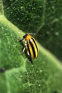 <i>Acalymma vittatum</i> Species of beetle