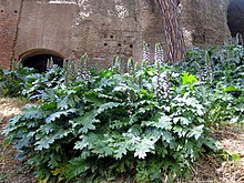 An acanthus (A. mollis) flowering in the ruins of the Palatine Hill, Rome, May 2005 AcanthusmollisPalatineHill.jpg