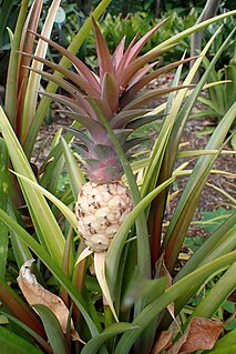 <i>Ananas lucidus</i> species of plant