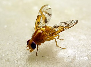 <i>Anastrepha fraterculus</i> South American fruit fly