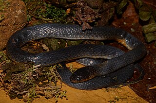 <i>Aparallactus modestus</i> Species of snake