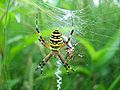 ナガコガネグモ Argiope bruennichii