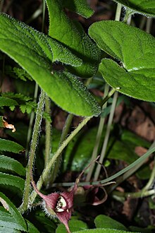 Asarum caudatum 1117.JPG