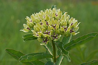 <i>Asclepias viridis</i> Species of plant