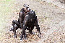 Accouplement de bonobos