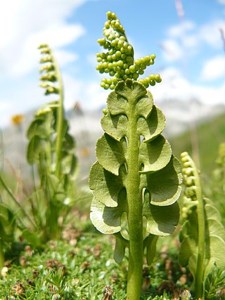 <i>Botrychium lunaria</i> Worldwide temperate species of moonwort