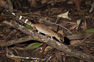 <i>Carphodactylus</i> Genus of lizards