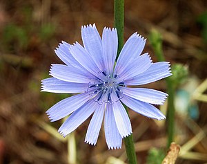 치커리(Cichorium intybus)