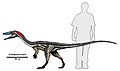 Coelophysis