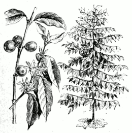 Arabinis kavamedis (Coffea arabica)