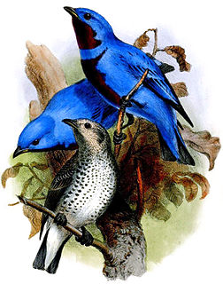 Lovely cotinga Species of bird