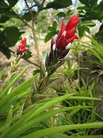 Guzmania monostachia