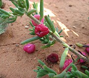 Enchylaena tomentosa