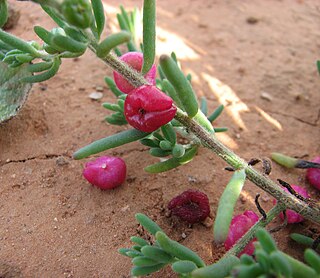 <i>Enchylaena tomentosa</i> Species of plant