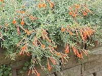 Epilobium canum